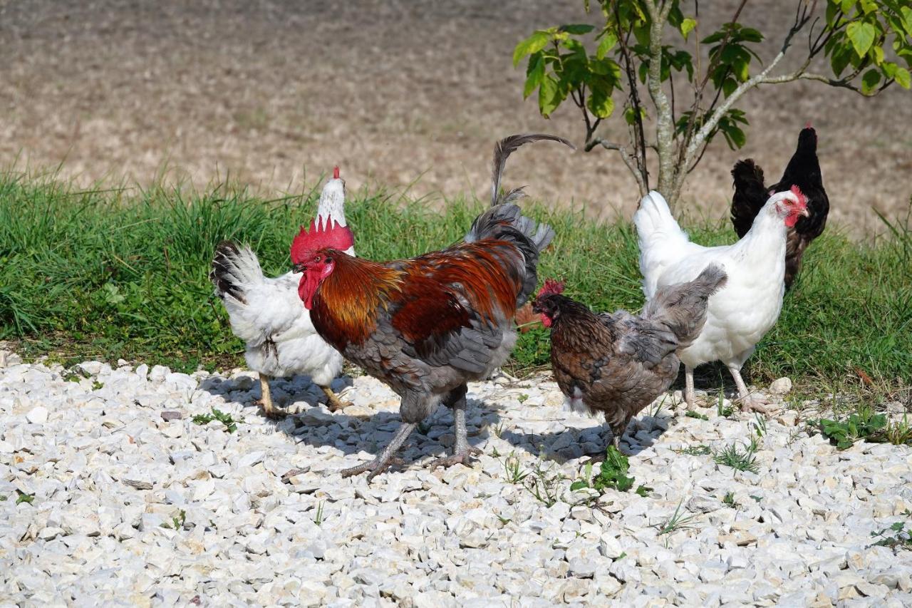 Ferme Brasseyrou - B&B Classique Devillac Luaran gambar